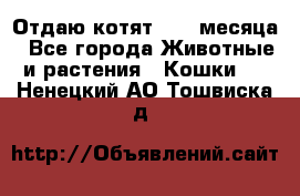 Отдаю котят. 1,5 месяца - Все города Животные и растения » Кошки   . Ненецкий АО,Тошвиска д.